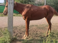 Hengst, Thoroughbred horse — Foto 3