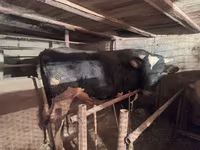 Dibi, Russian Black pied cattle — sawirka 2