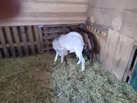 بز نر, Nubian Goat — عکس 8