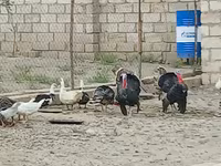 Turkeys — foto 3