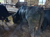Bull, Cattle — photo 2
