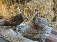 Ducks — عکس 7