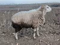 Ram, Sheep — photo 2