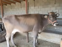 母牛, Swiss cattle — 照片 4