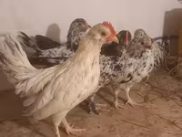 Bantam giapponese — foto 8