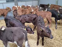 Dibi, Cattle — sawirka 1
