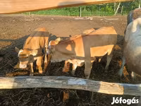 Ko, Simmental cattle — foto 5
