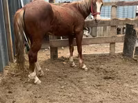 Aygʻir, Kazakh horse — 2-rasm