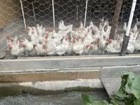 Leghorn — Foto 8