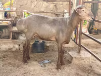 ভেড়ার পাঁঠা, ভেড়া — ছবি 3