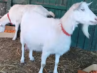 Էգ այծ, Pomellata goat — լուսանկար 1