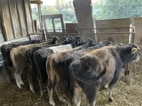 सांड, मवेशी — फ़ोटो 1