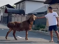 แกะตัวผู้, Karakul sheep — รูปภาพ 6