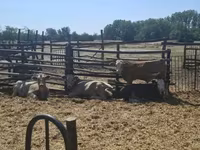 Lembu jantan, Simmental cattle — foto 3