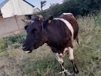 Kuh, Swiss cattle — Foto 4