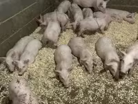 หมูป่าตัวผู้, Крупная белая — รูปภาพ 3