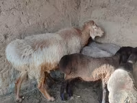 میش, Arashan sheep — عکس 2