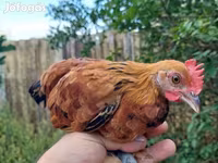 Chickens — الصورة 3