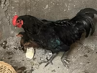 Chickens — foto 3