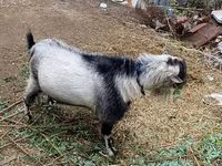 Billy Goat, Goats — photo 3