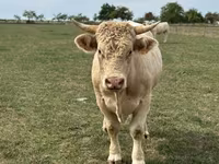 Buğa, Charolais cattle — foto 4