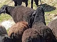 Baran, Owce — zdjęcie 1