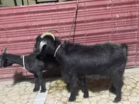 بز ماده, بز — عکس 1