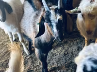 Ziegenbock, Nubian Goat — Foto 6