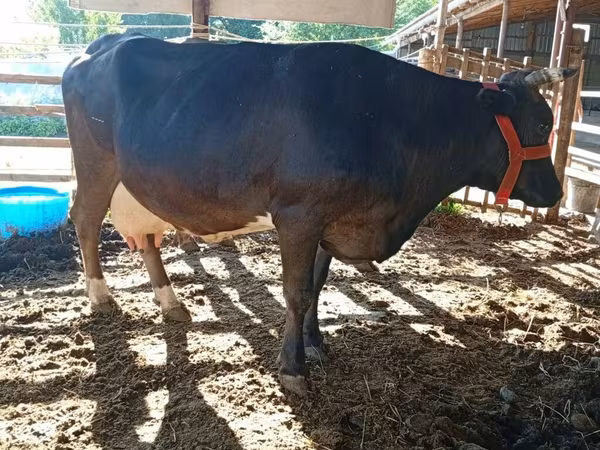 ላም, Swiss cattle