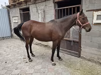 Mare, Thoroughbred horse — photo 1