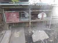 Продаю Крольчатники Металлические Двухъярусные; Размеры: 0,79 × 1,0 — foto 1