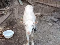 Billy Goat, Goats — photo 4