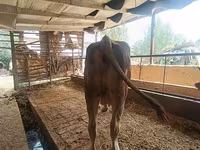 Kuh, Swiss cattle — Foto 3