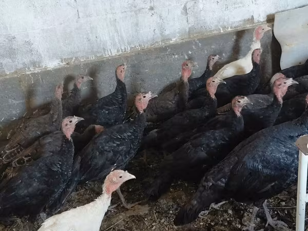 Turkeys