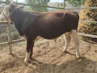 Tyre, Simmental cattle — foto 2