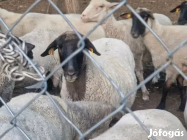 Pecora, Tsigai sheep