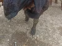 بز نر, بز — عکس 3