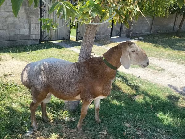 قوچ, Arashan sheep