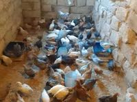 Chickens — foto 5