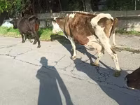 பசு, Simmental cattle — புகைப்படம் 2
