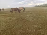 Klisna, Horse breed — foto 3