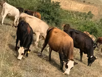 Vacă, Simmental cattle — foto 7