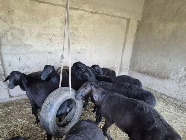 قوچ, Blackheaded Persian sheep