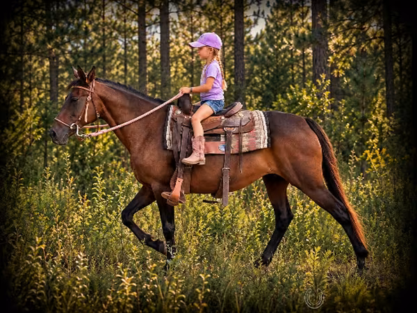 Klisna, Quarter Horse