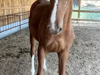 ፈረስ, Horses — ፎቶ 7