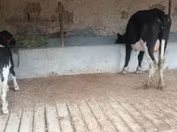 Lembu betina, Latvian Blue cattle — foto 6