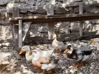 Ducks — zdjęcie 8
