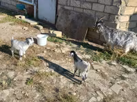 بز ماده, بز — عکس 3