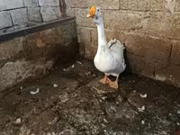 Geese — عکس 2