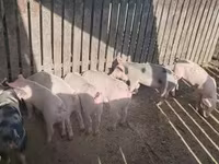 Scrofa, Maiali — foto 2